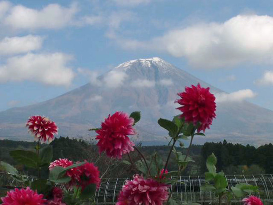 富士山とダリヤ