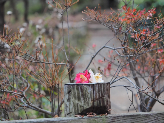 三渓園（foto　18枚）　12月10日