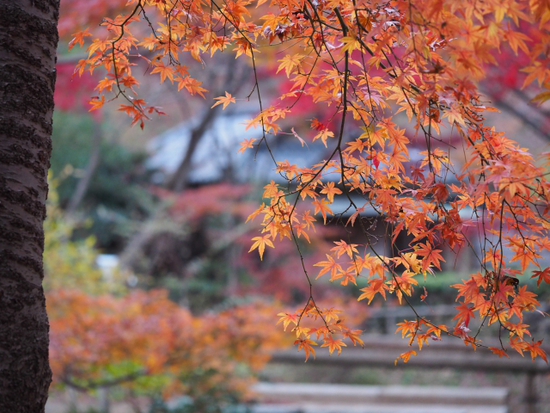 三渓園（foto　18枚）　12月10日