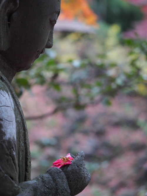 三渓園（foto　18枚）　12月10日