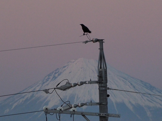 富士山とカラス　１月１３日のプライベート富士