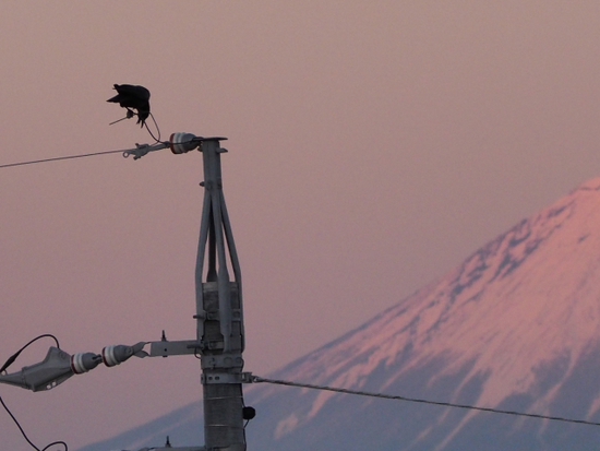富士山とカラス　１月１３日のプライベート富士