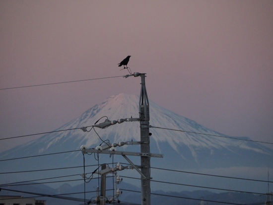 富士山とカラス　１月１３日のプライベート富士