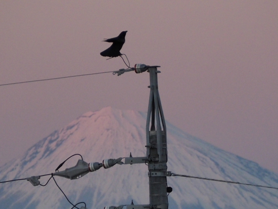 富士山とカラス　１月１３日のプライベート富士