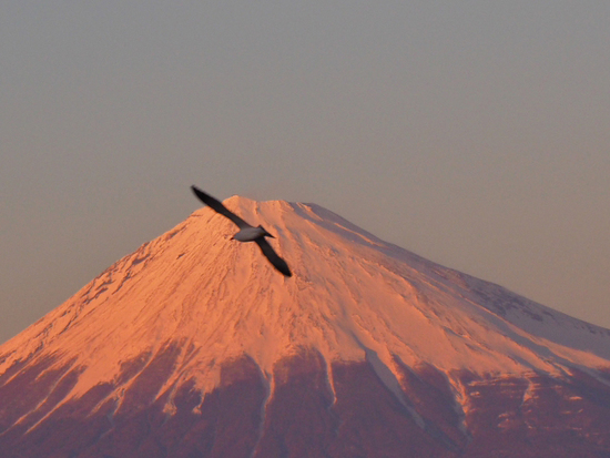 カモメと富士山
