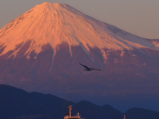 カモメと富士山