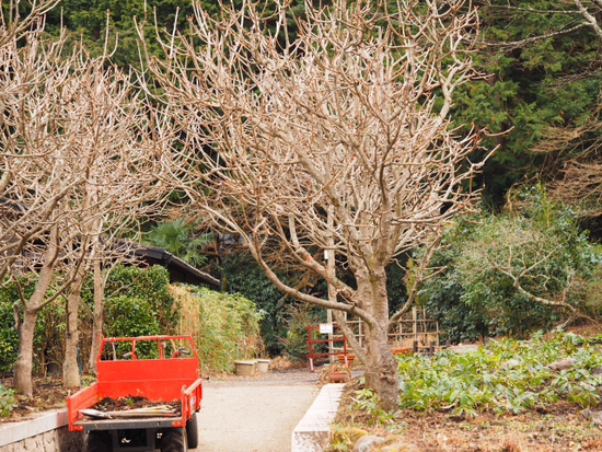 春と冬が交じり合う（foto　19枚）　秩父宮記念公園　