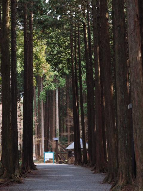 春と冬が交じり合う（foto　19枚）　秩父宮記念公園　