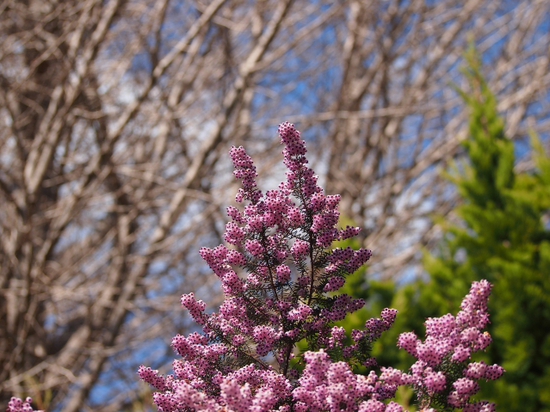 フラワーセンターの春　ＮＯ1　大船植物園