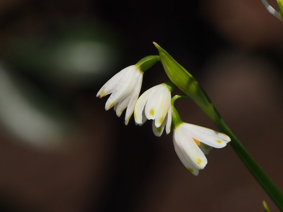 フラワーセンターの春　ＮＯ1　大船植物園