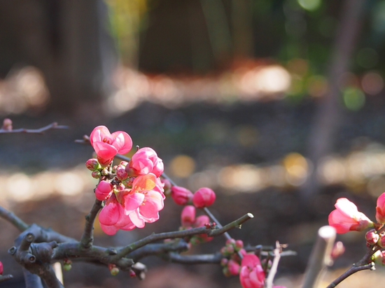 フラワーセンターの春　ＮＯ1　大船植物園