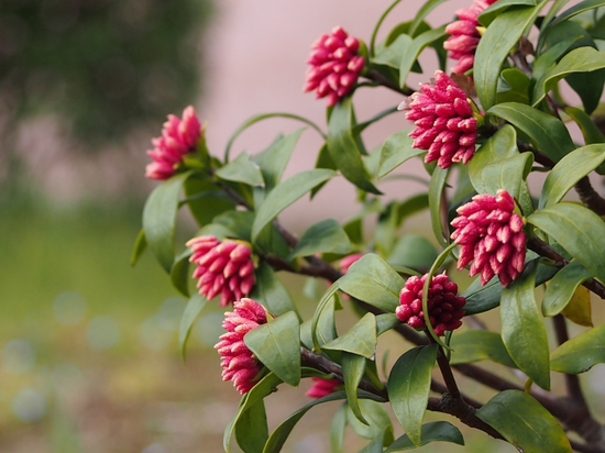フラワーセンターの春　ＮＯ2　大船植物園