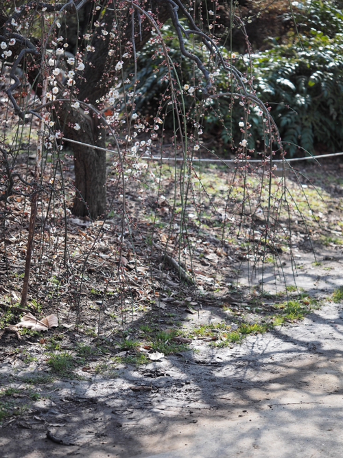 フラワーセンターの春　ＮＯ2　大船植物園