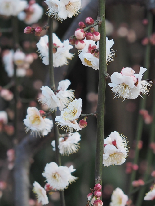 フラワーセンターの春　ＮＯ2　大船植物園