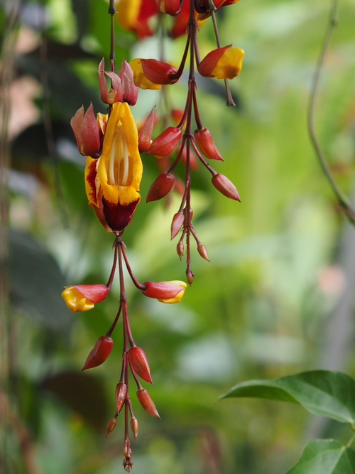 フラワーセンターの春　ＮＯ3　大船植物園