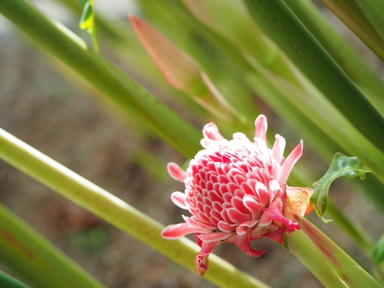フラワーセンターの春　ＮＯ3　大船植物園