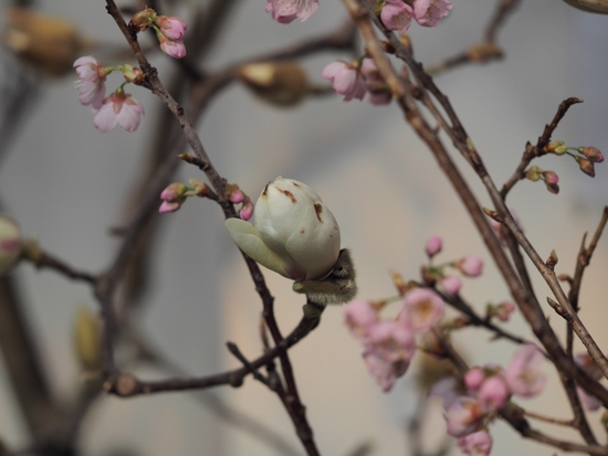 フラワーセンターの春　ＮＯ3　大船植物園