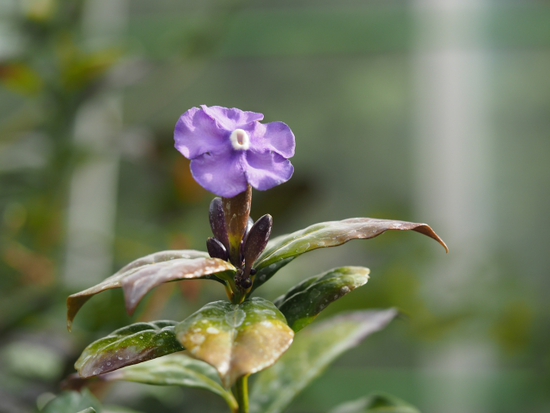 フラワーセンターの春　ＮＯ3　大船植物園