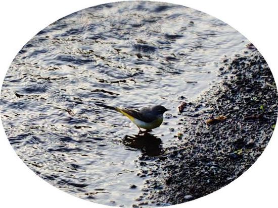 柿田川湧水群の小鳥
