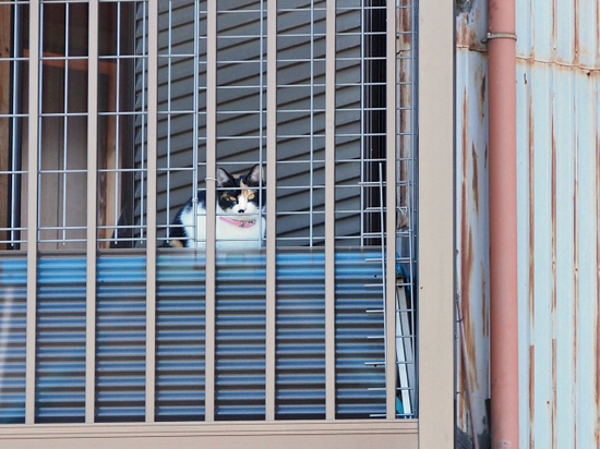 飾り窓の猫