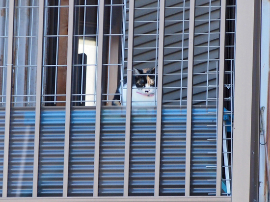 飾り窓の猫