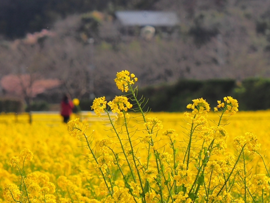 菜の花畑