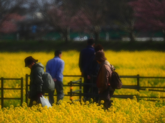 菜の花畑