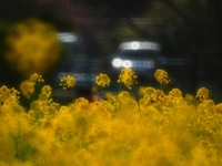菜の花畑