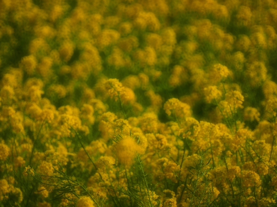 菜の花畑