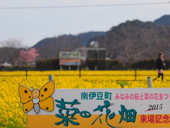 菜の花畑