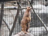 ミーアキャット　日本平動物園