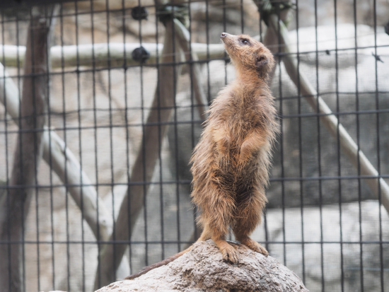 ミーアキャット　日本平動物園