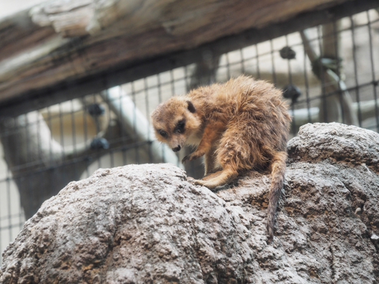 ミーアキャット　日本平動物園