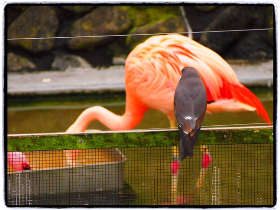 フラミンゴ・インカアジサシ・ショウジョウトキ・ツクシガモ　日本平動物園