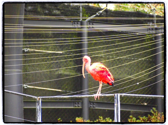 フラミンゴ・インカアジサシ・ショウジョウトキ・ツクシガモ　日本平動物園
