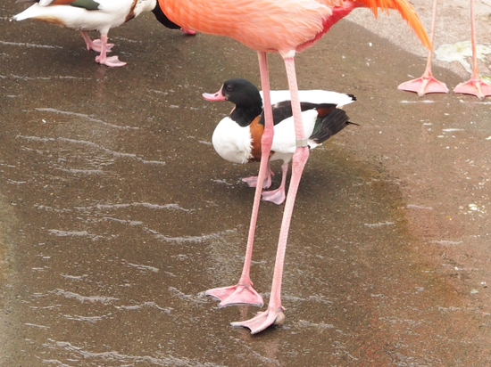フラミンゴ・インカアジサシ・ショウジョウトキ・ツクシガモ　日本平動物園