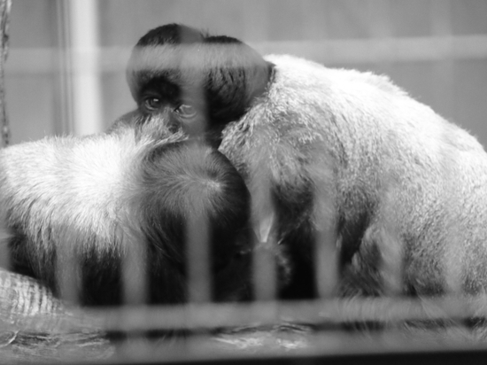 見つめる眼差し・・・・・・　日本平動物園