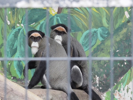 見つめる眼差し・・・・・・　日本平動物園