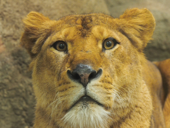 見つめる眼差し・・・・・・　日本平動物園