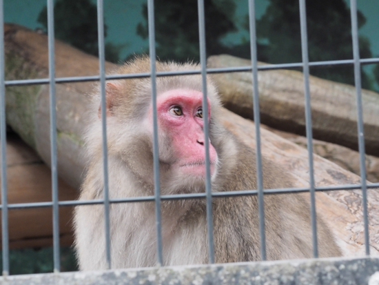 見つめる眼差し・・・・・・　日本平動物園