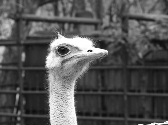 見つめる眼差し・・・・・・　日本平動物園