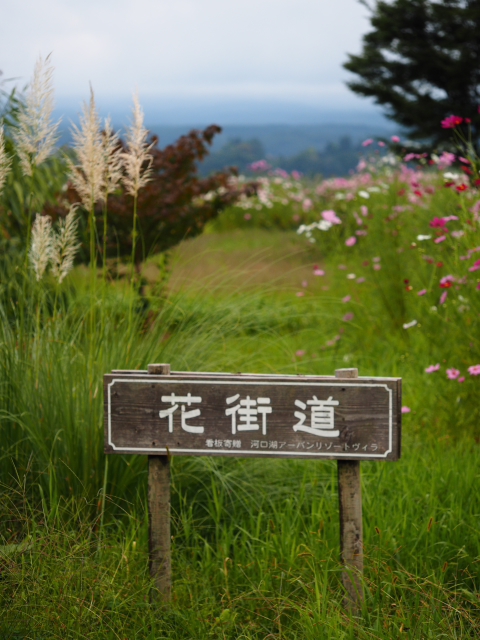 河口湖大石公園　9月27日の花街道