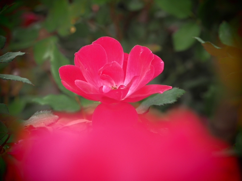 かなガーデン　その他のお花ｆｏｔｏ