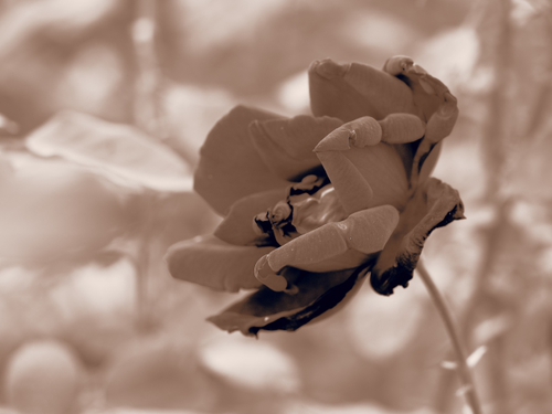 かなガーデン　その他のお花ｆｏｔｏ
