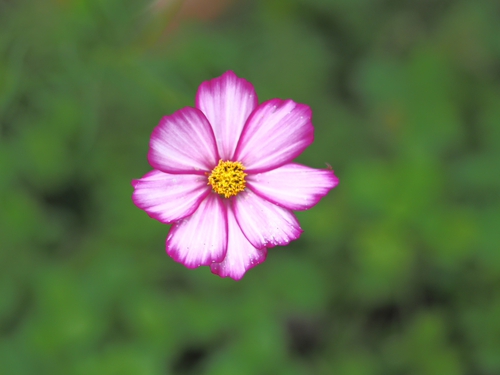 かなガーデン　その他のお花ｆｏｔｏ