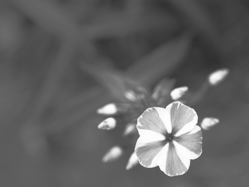 かなガーデン　その他のお花ｆｏｔｏ