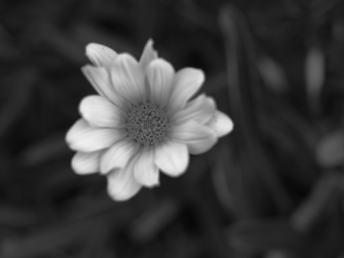 かなガーデン　その他のお花ｆｏｔｏ