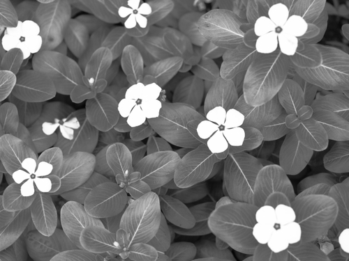 かなガーデン　その他のお花ｆｏｔｏ