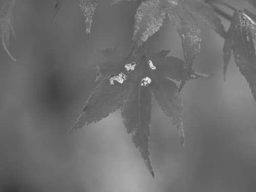 花？ｆｏｔｏ　11月上旬の湿生花園