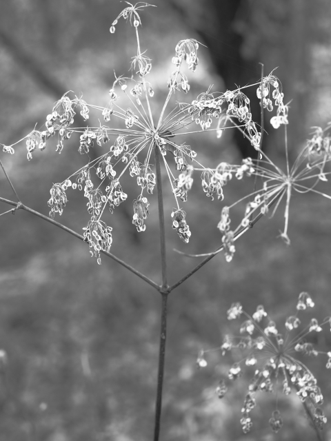 花？ｆｏｔｏ　11月上旬の湿生花園